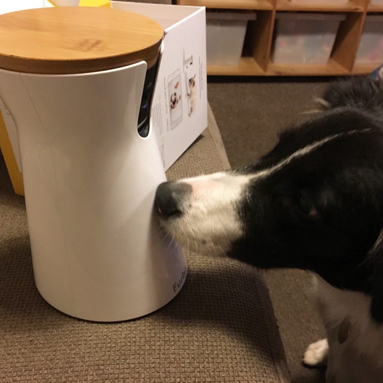Border Collie Paddy With The Furbo Dog Camera