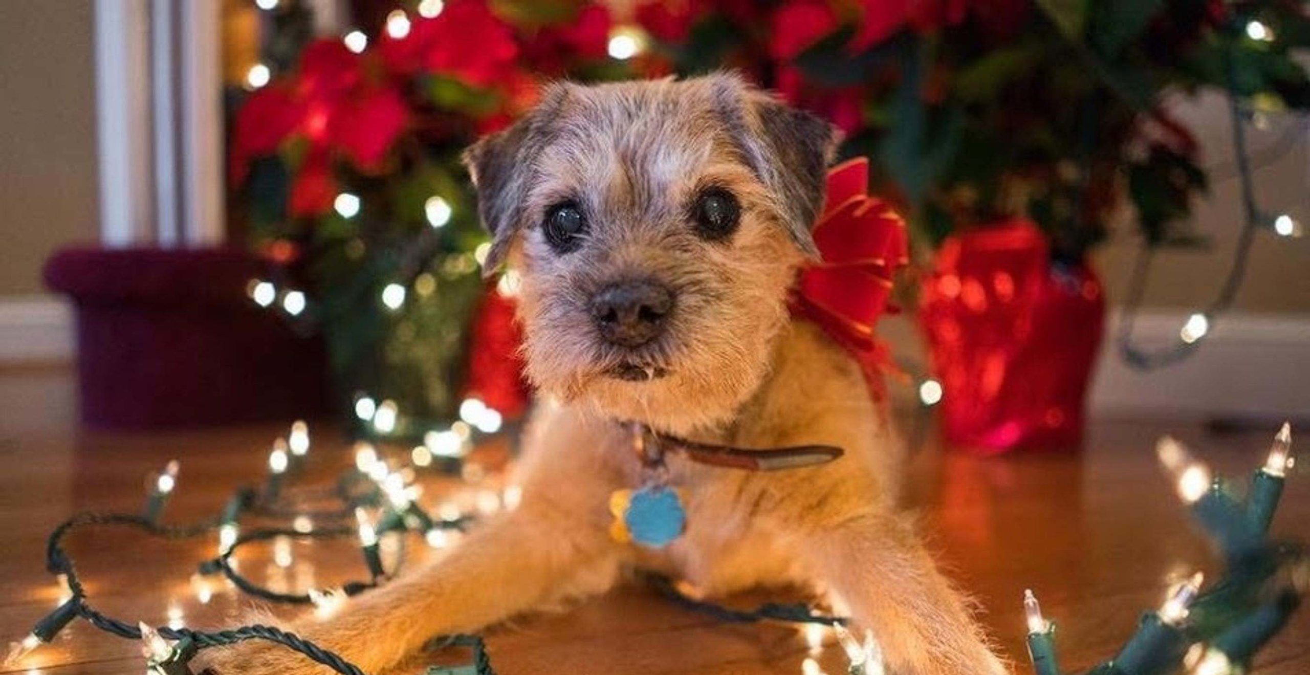 Border Terrier Dog Home Boarding Christmas Tree Lights Barking Mad