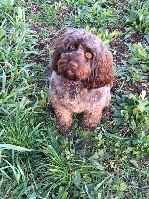 Callie In The Sunshine barking mad dog sitting home boarding cotswolds