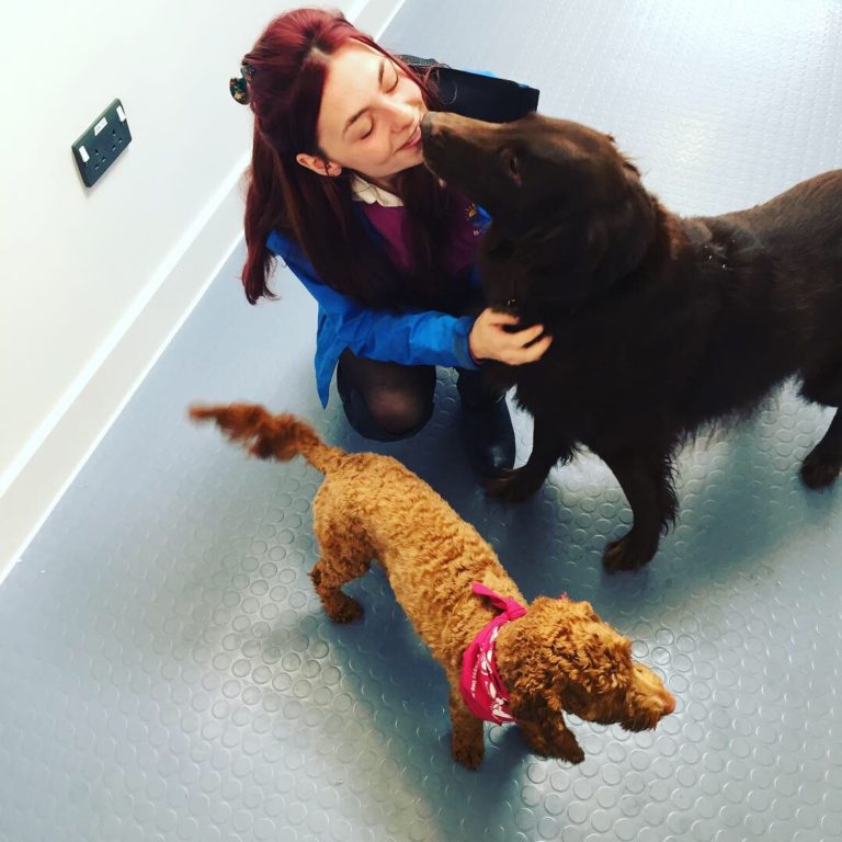 Barking Mad South Norwich dog sitting home boarding
