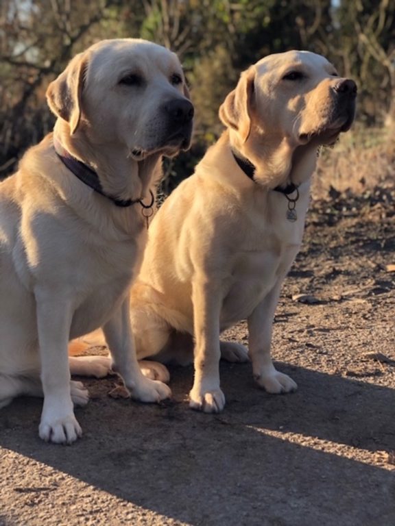 Leo And Boone