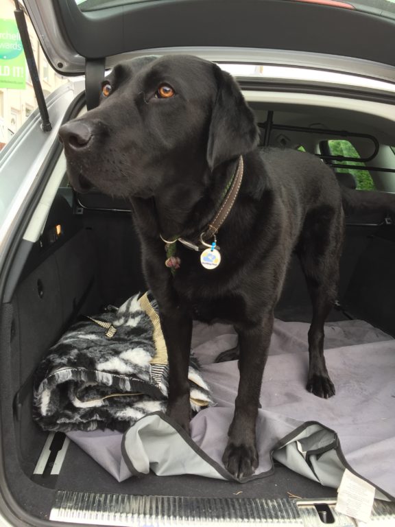 Ludo The Labrador Dog Who Enjoys Barking Mad Dog Holidays