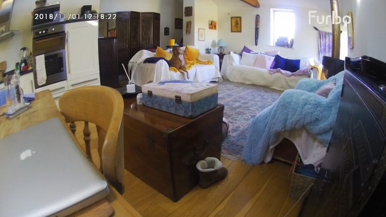 Ollie the dog on Furbo camera tested by Barking Mad dog sitters