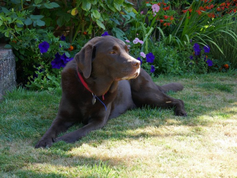 Our Lovely Chocolate Labrador, Tiggy, From Egham Enjoying Her Dog Holiday With Barking Mad