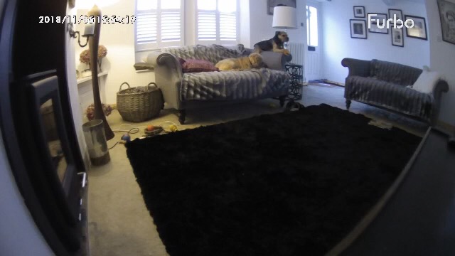 Barking Mad dog sitters' dogs Polly And Charlie reviewing the Furbo dog camera