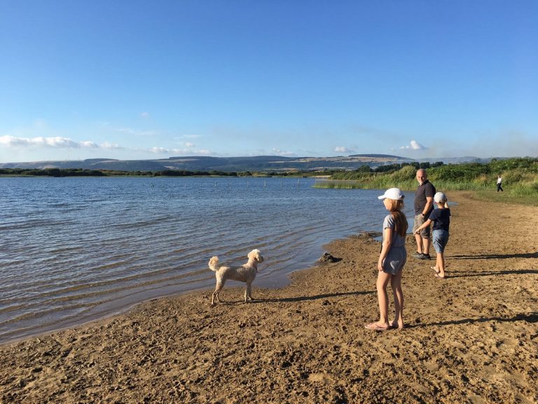 Twix The Miniature Labradoodle From Ascot, Enjoying Her Holiday On Holiday In Wales With Her Loving Host Family