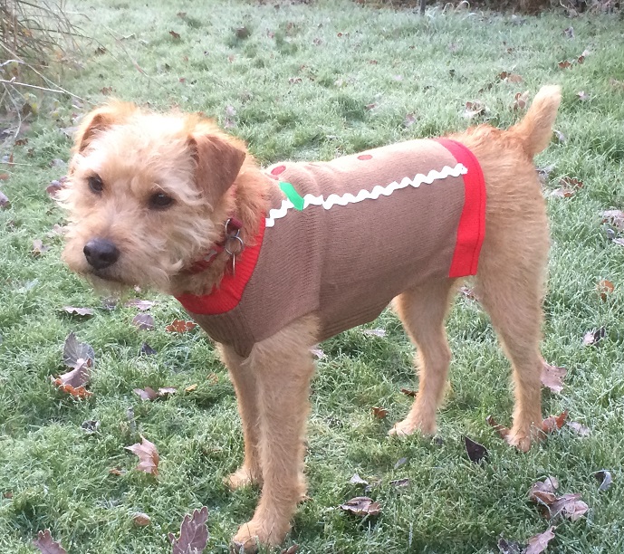 Warm In His Christmas Jumper Home boarding barking mad bassingstoke border terrier