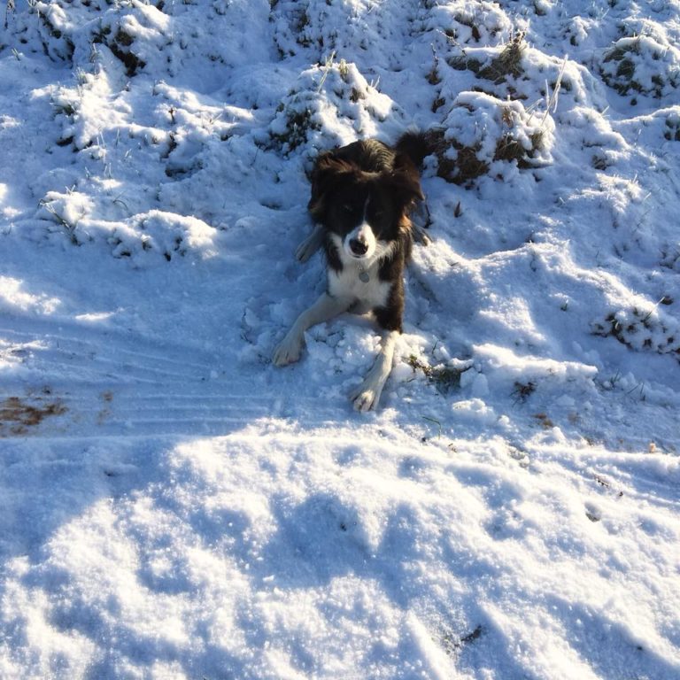 Border Collie Paddy In the snow