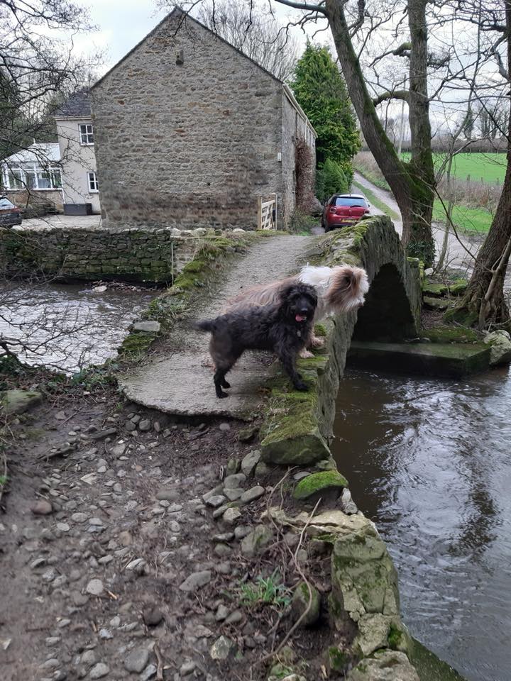 Dogs On Holiday With Barking Mad Lancaster Dog Sitters