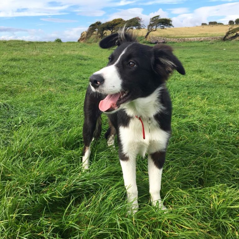 Barking Mad dog sitters love to care for dogs at all stages of their lives