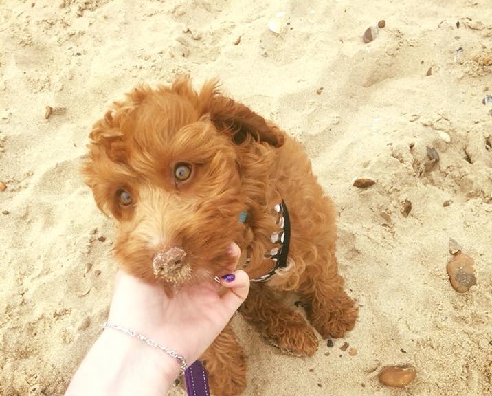 Puppy Nellie On A Beach