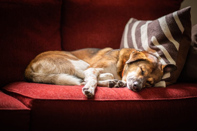 Window light shines on a beautiful brown and white mixed breed senior dog sleeping peacefully on a red velvet sofa
