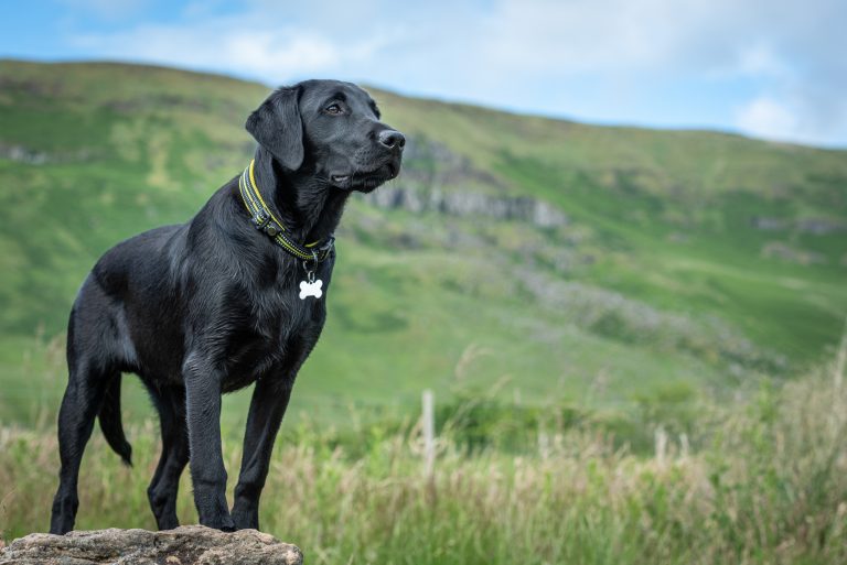 Black Labrador retriever puppy standing attentively in a field of long grass in the Campsie Fells