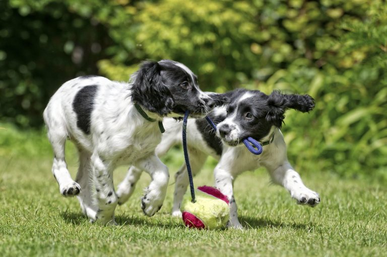 Two Dogs Working And Playing Together Outside