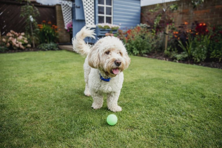 A cockapoo dog plays with a ball in the garden.