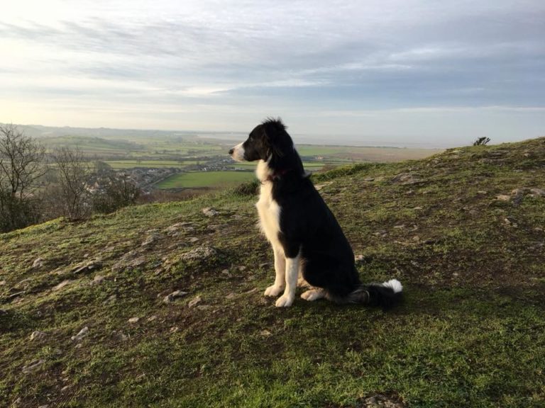 Border Collie Paddy On Warton Crag