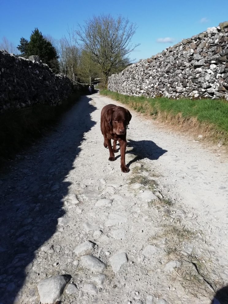 Labrador Sam enjoys a holiday with Barking Mad Lancaster