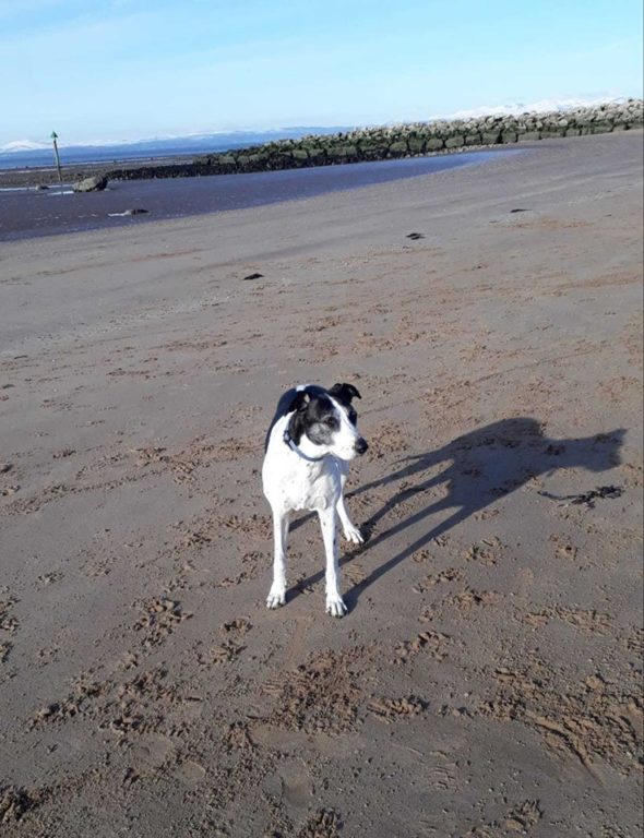 Katie On A Dog Holiday In Morecambe Bay