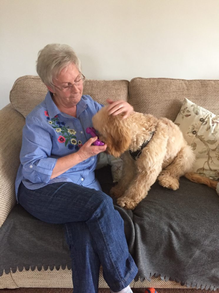 Barking Mad Dog Sitter Wendy Fearn With Frankie The Cockapoo