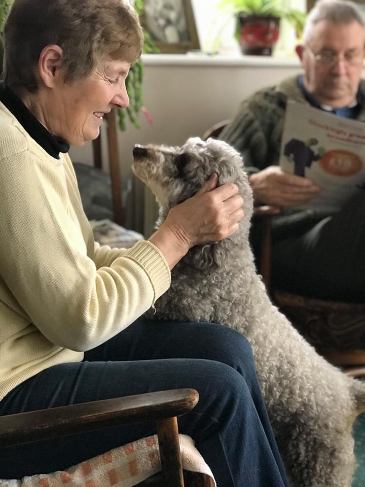 barking mad dog boarding