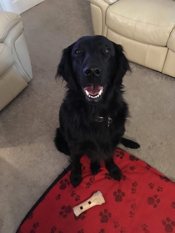 Finlay flat coat retriever barking mad dog sitting home boarding crewe