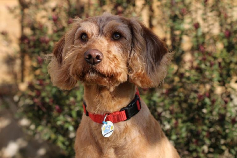 Millie labradoodle barking mad dog sitting home boarding crewe