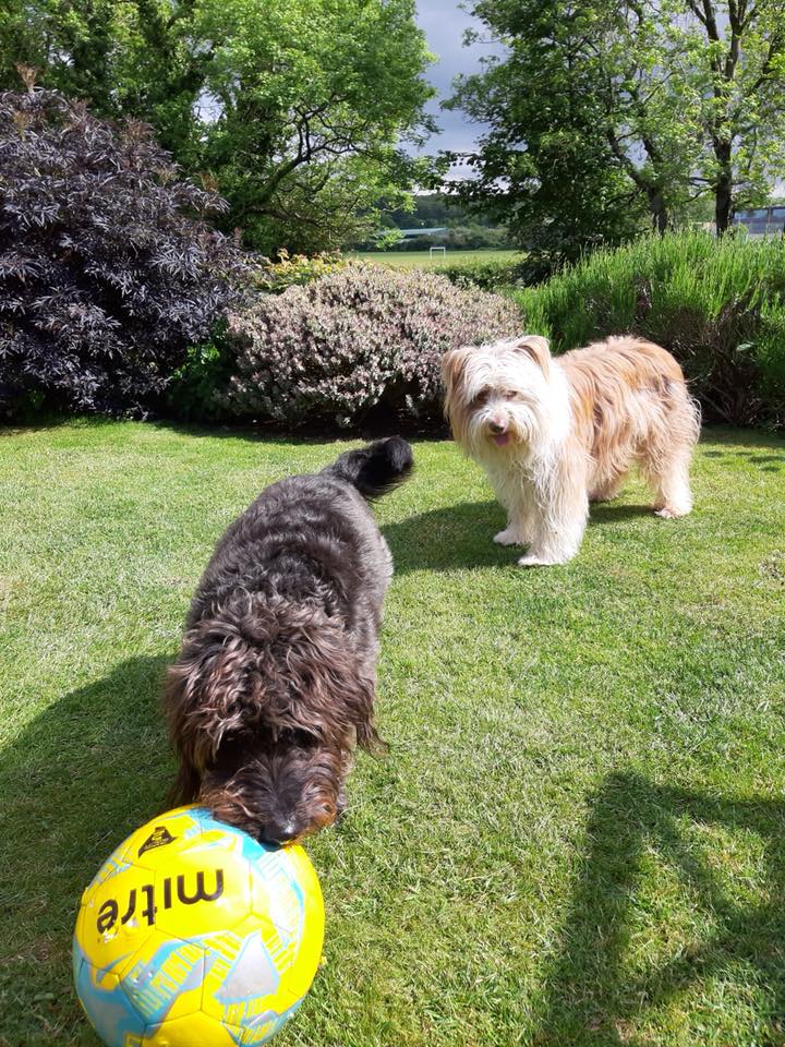 Halley And Henry on a dog holiday with Barking Mad Lancaster