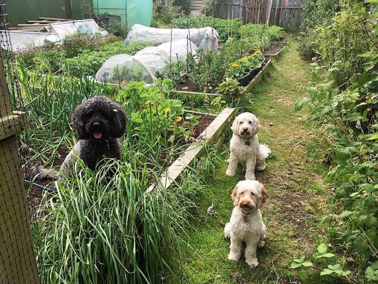 Dogs In An Allotment