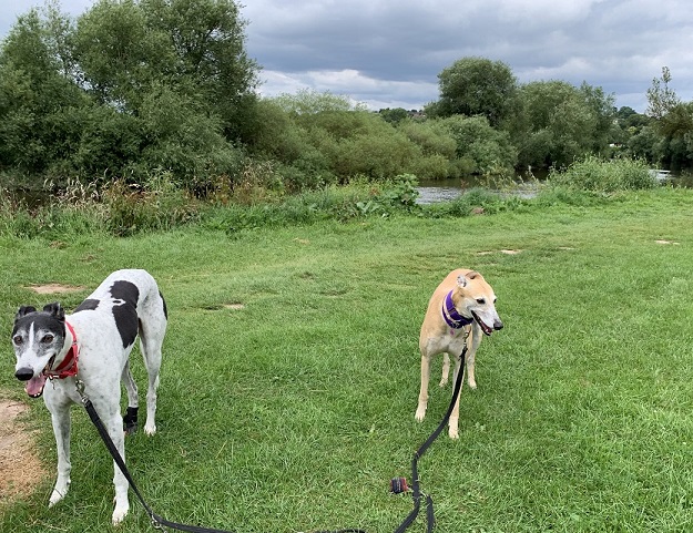 2 Ross On Wye whippet dogs