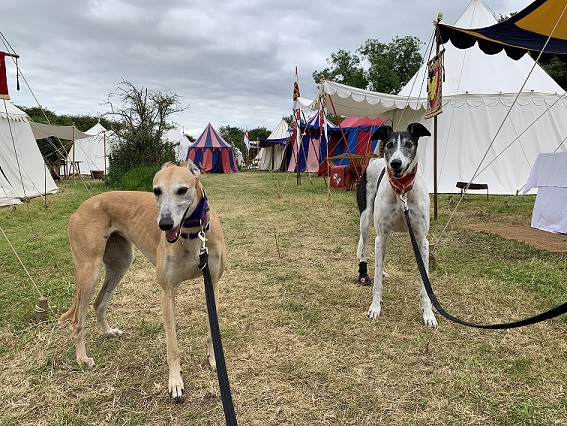 3 Tewkesbury fair whippet