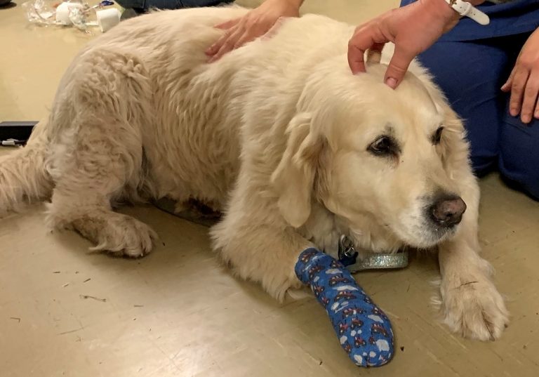 4 First Aid Doggy Volunteer
