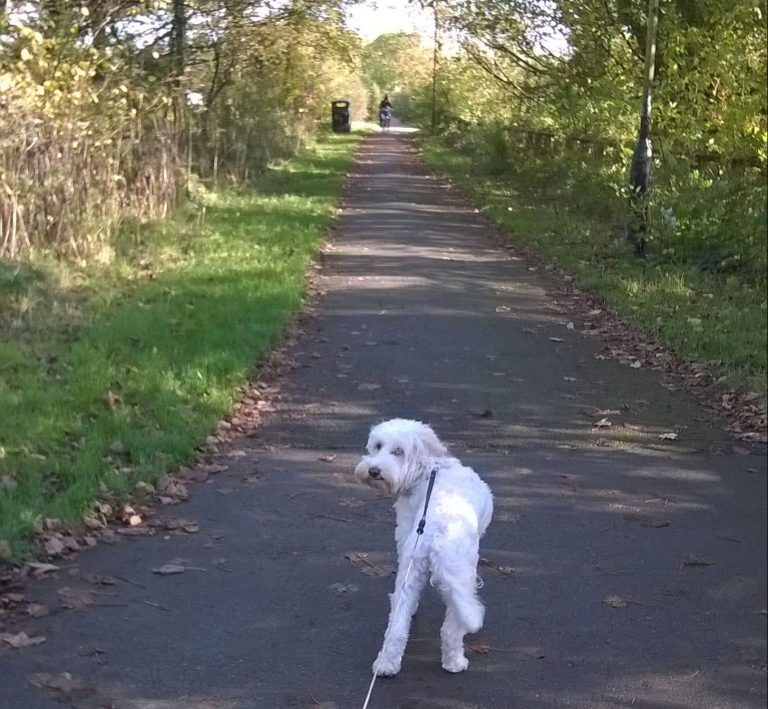 Skye the dog enjoyed autumn walks at Crook O Lune