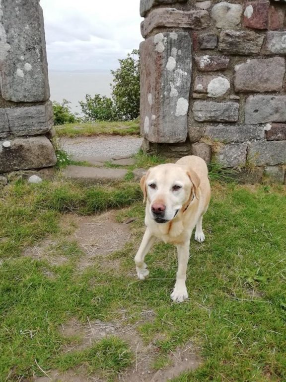 Alfie The Dog On Holiday With Barking Mad Lancaster