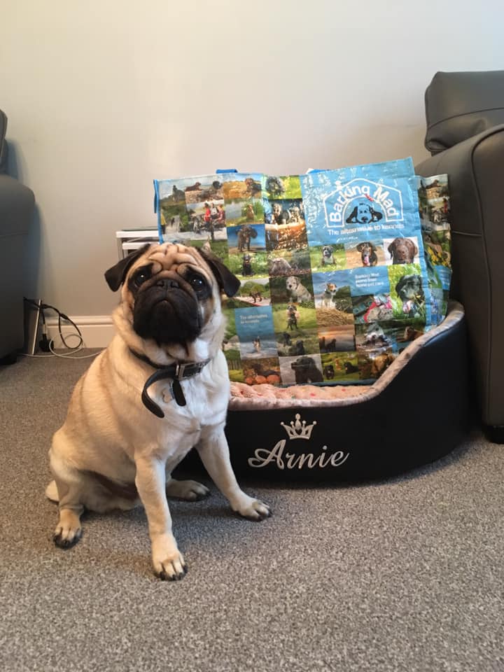 Arnie The Pug Packing For His Dog Holiday