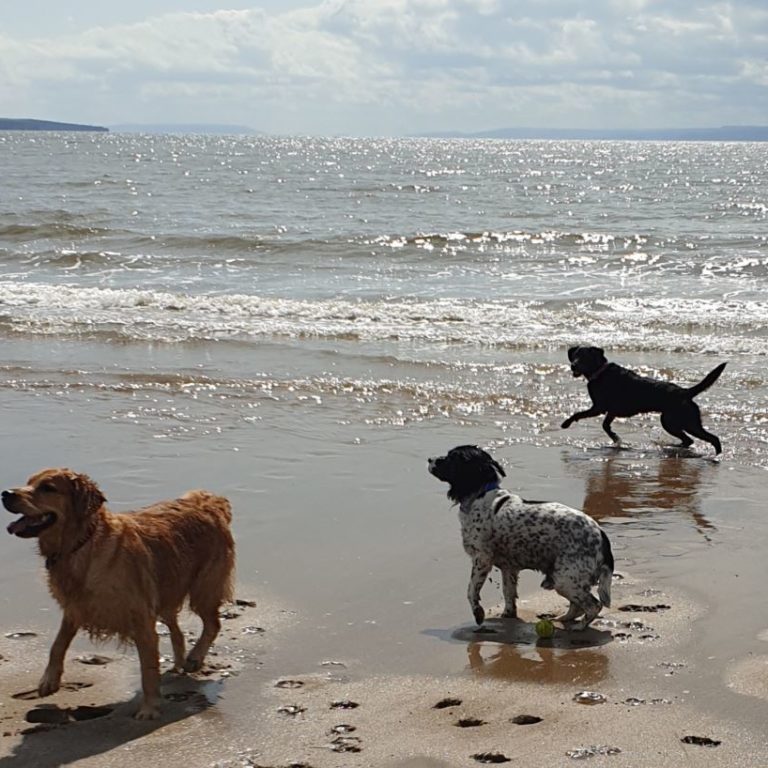 Day At The Beach with barking mad pontypool dogs summer