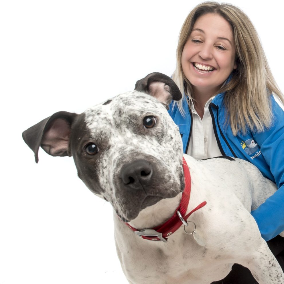 Barking Mad dog sitters offer volunteer dog cuddling opportunity