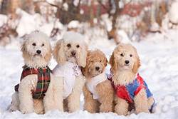 Dogs In Winter