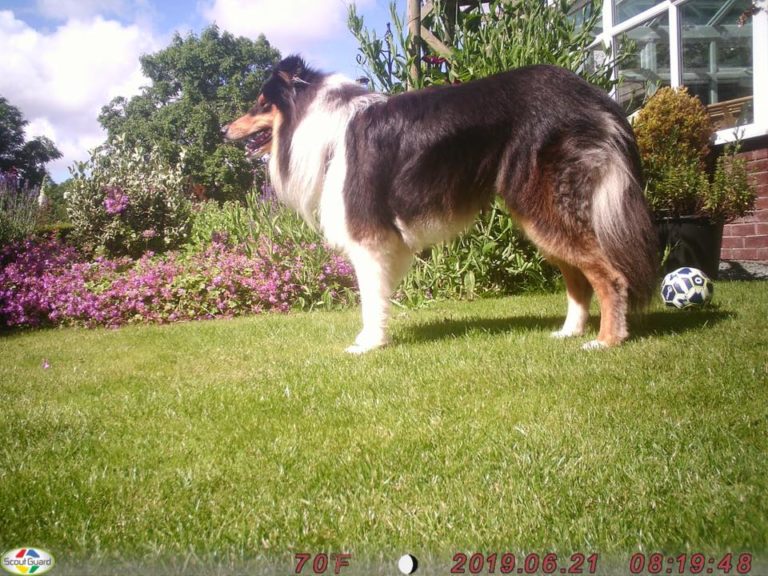 Jem The Dog On Holiday With Barking Mad Lancaster