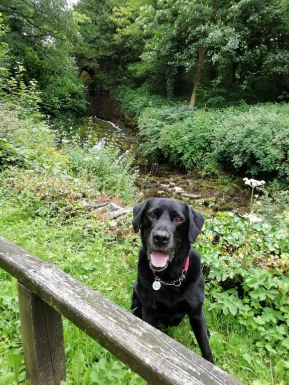 Maxwell The Dog On Holiday With Barking Mad Lancaster