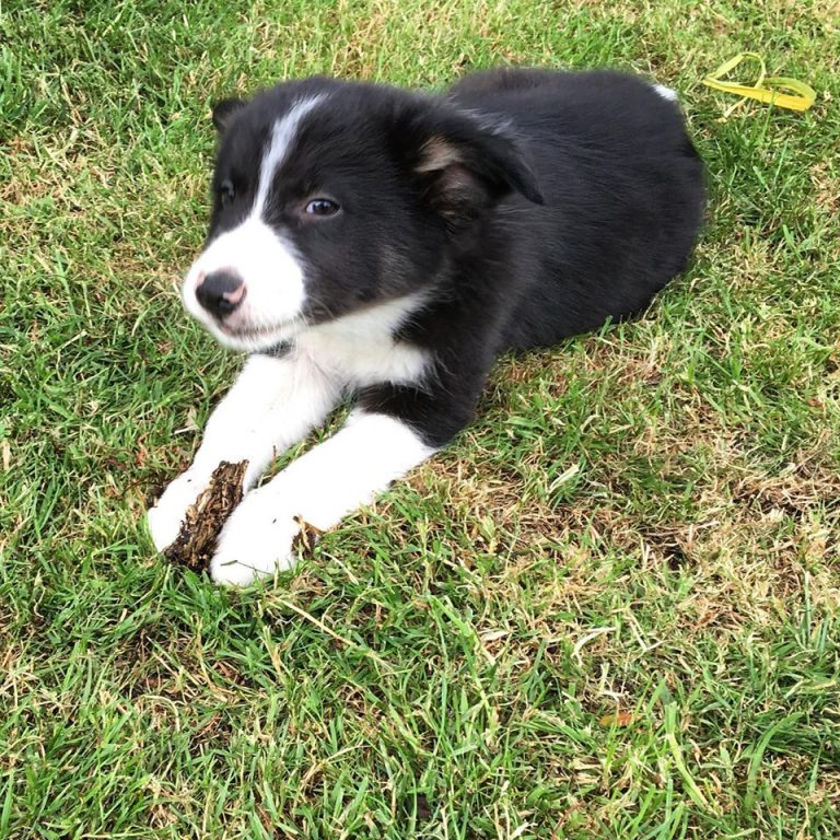 Barking Mad office dog Paddy as a puppy