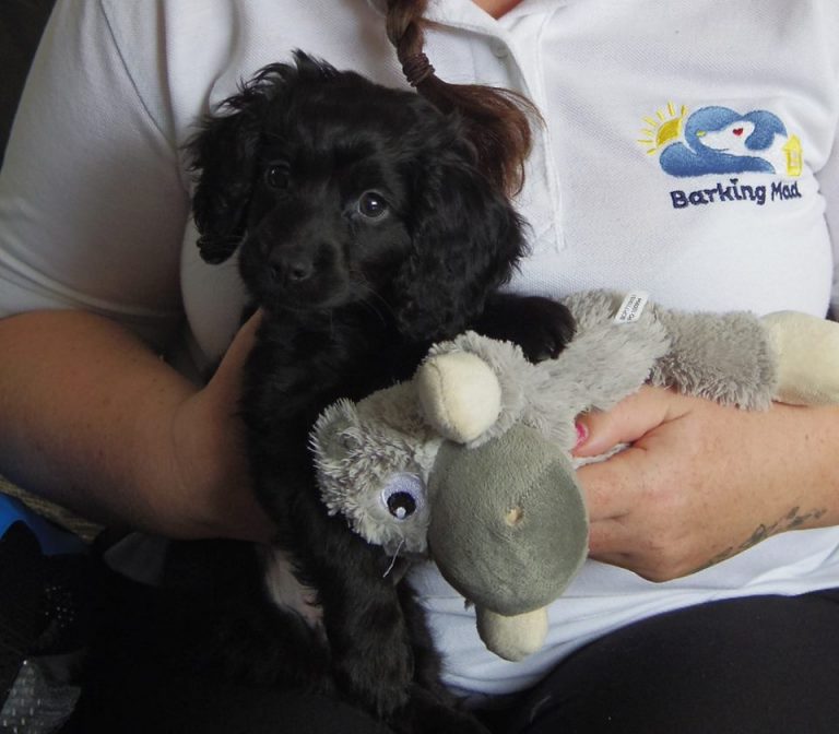 Puppy Angus Cared For By Barking Mad Renfrewshire