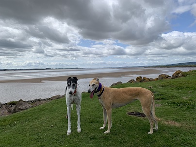 lydney harbour greyound office dog outside