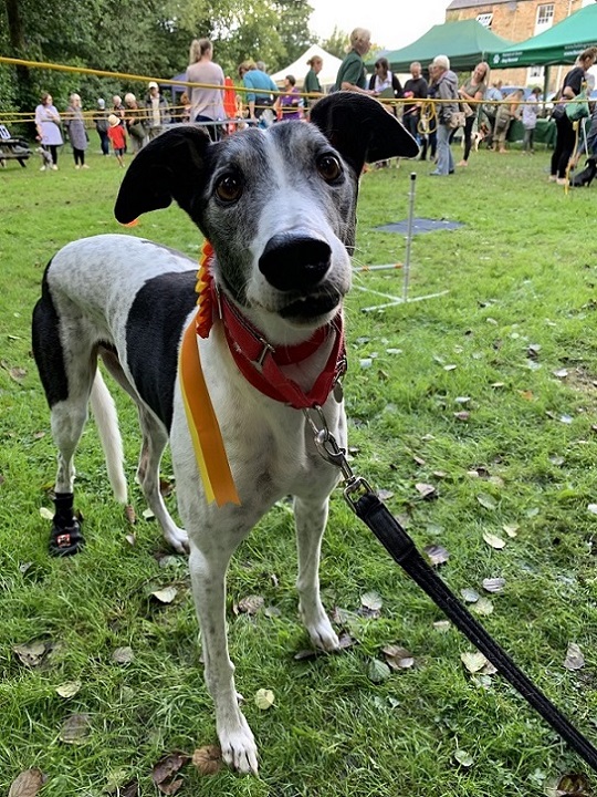 Forest of Dean Dog Rescue Coffee Morning and Dog Fun Day