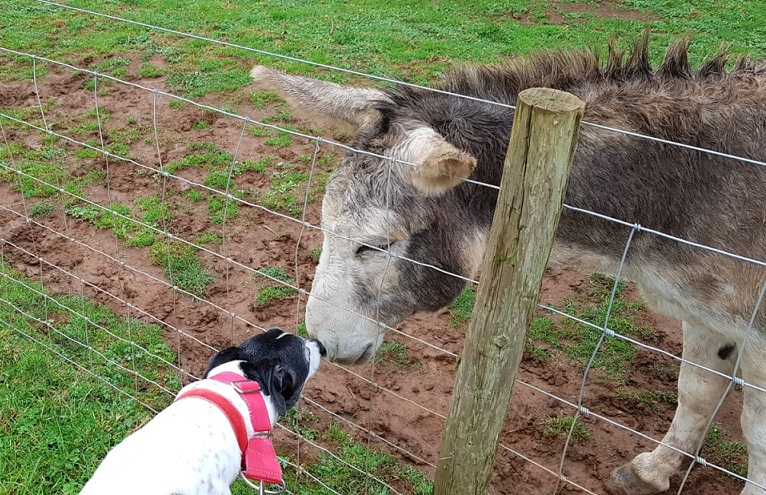 Sept 5 Dean Farm Trust Open Day