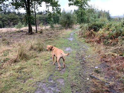Sept 6 Meg The Labrador On The Barking Mad Dog Walk
