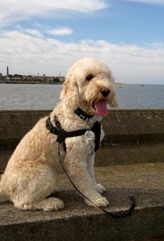 Teddy The Dog On Holiday With Barking Mad Lancaster
