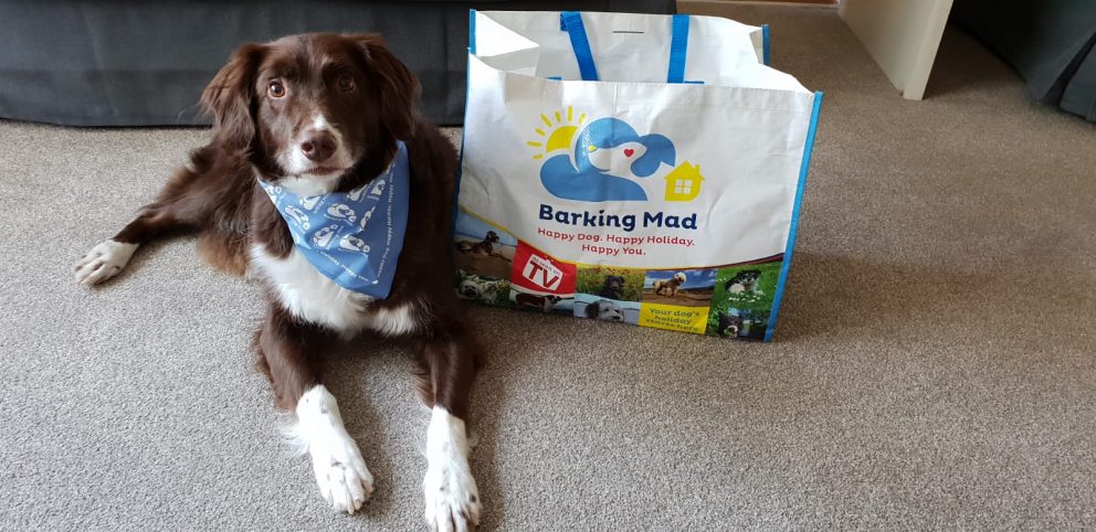 Fudge, a customer of Barking Mad Telford's dog sitting service