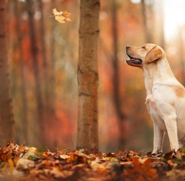 Dog With Leaf
