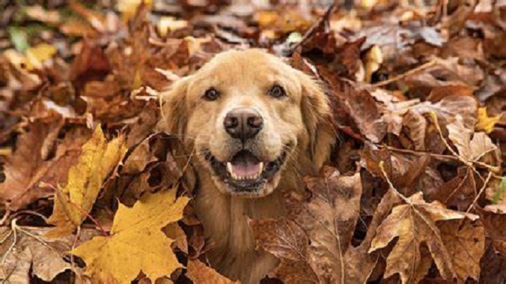 Dog With Leaves