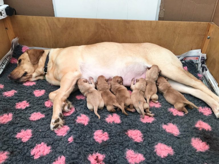 do pregnant dogs sleep a lot before giving birth